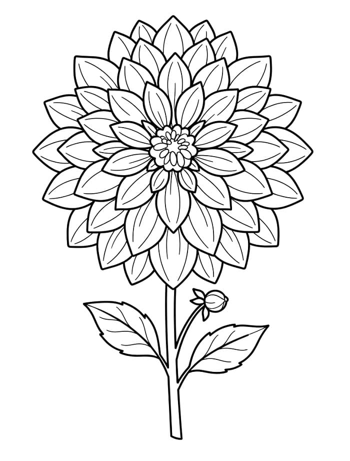 Afdrukbare Dahlia