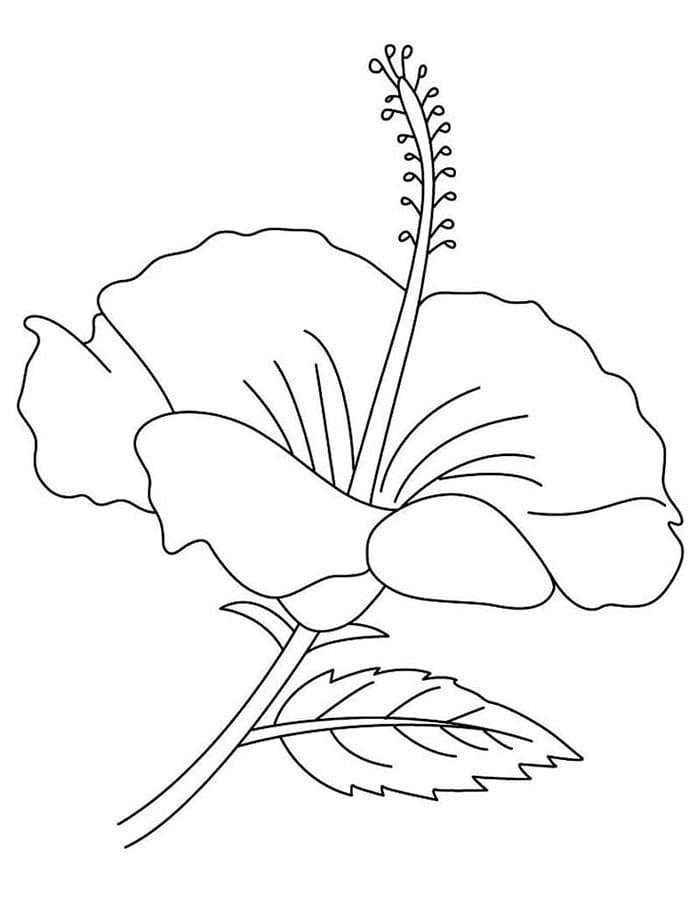 Afdrukbare Hibiscus afbeelding