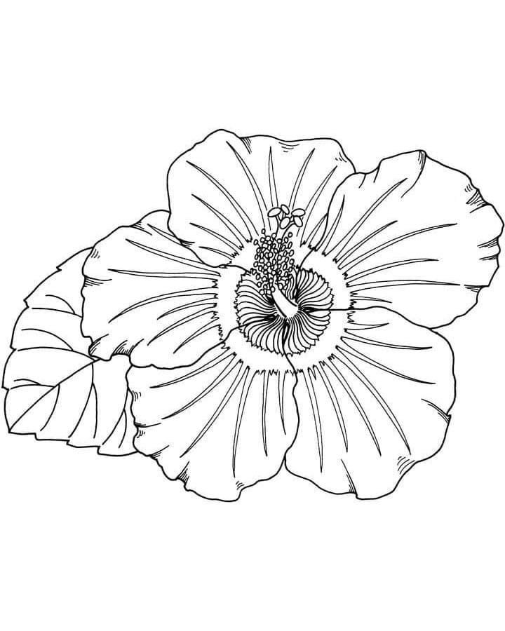Afdrukbare Hibiscus gratis