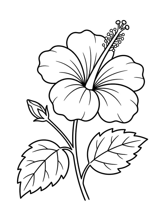 Afdrukbare Hibiscus