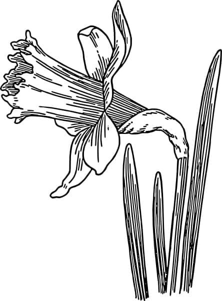 Afdrukbare Narcis gratis