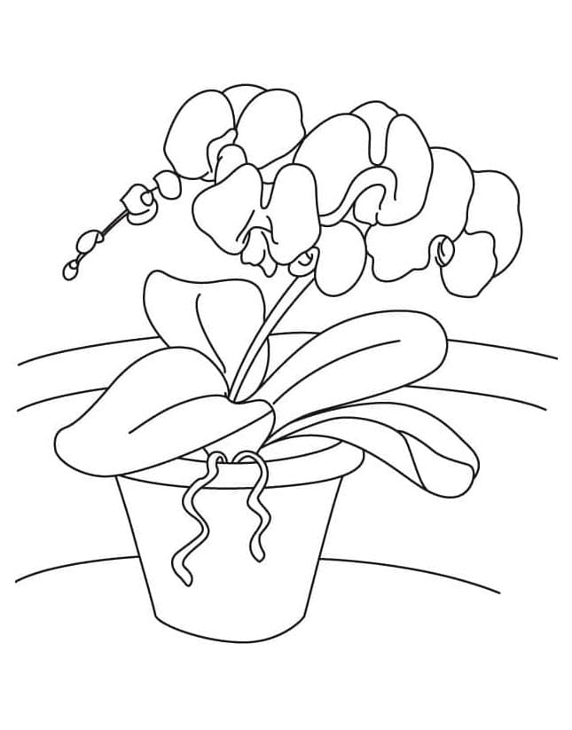 Afdrukbare Orchidee afbeelding