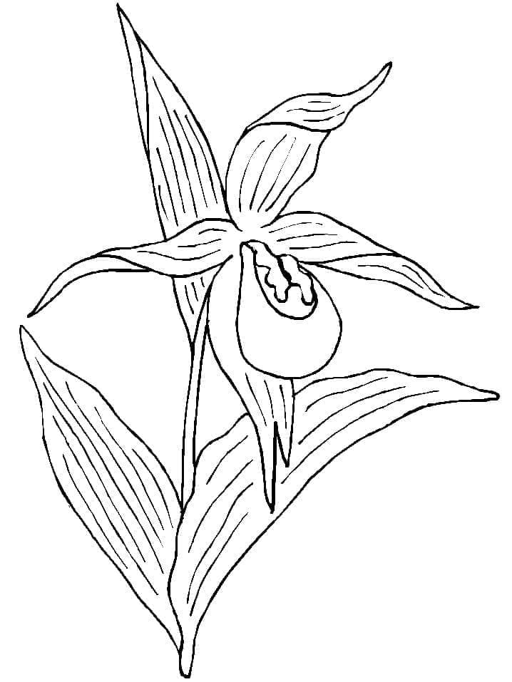 Afdrukbare Orchidee gratis