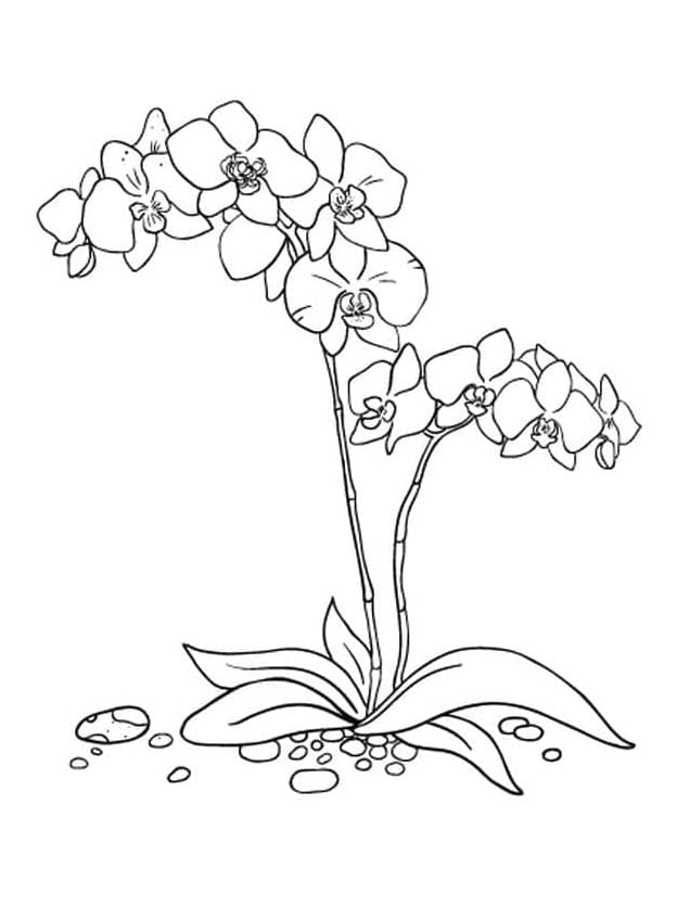 Afdrukbare Orchidee voor kinderen