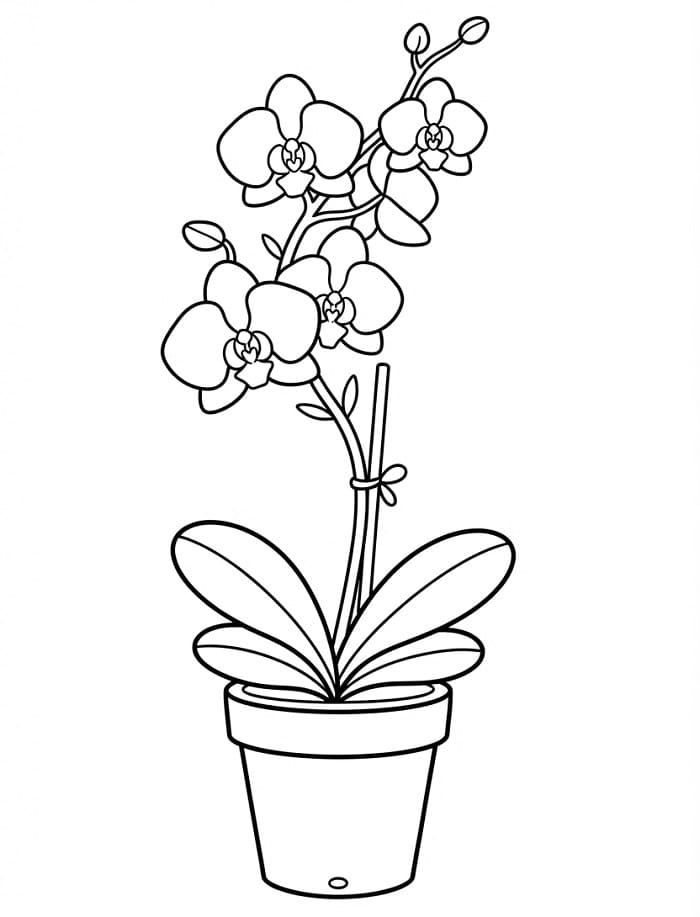 Orchidee kleurplaat