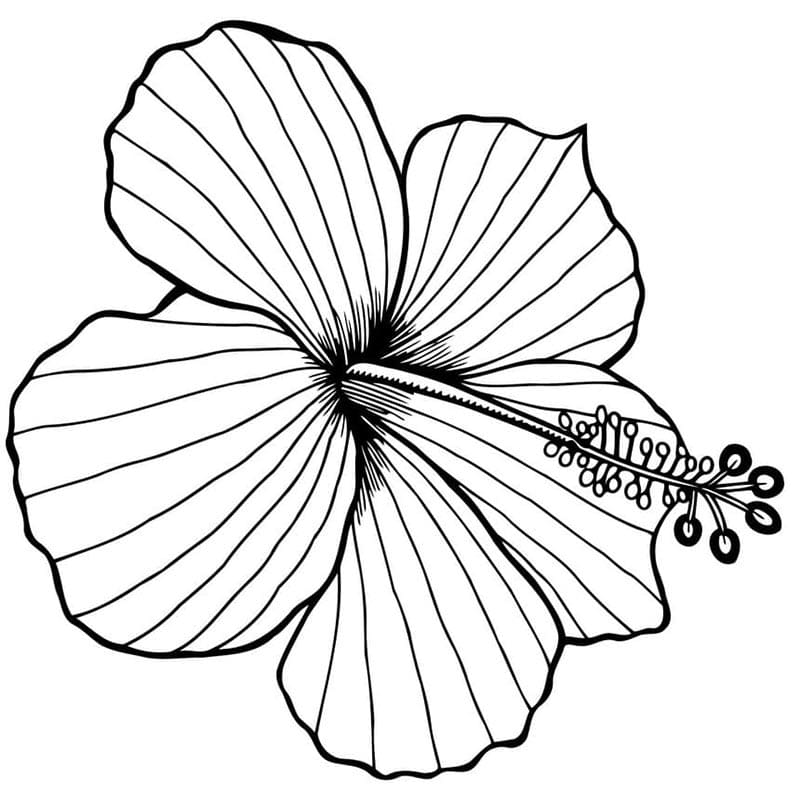 Afdrukbare gratis Hibiscus