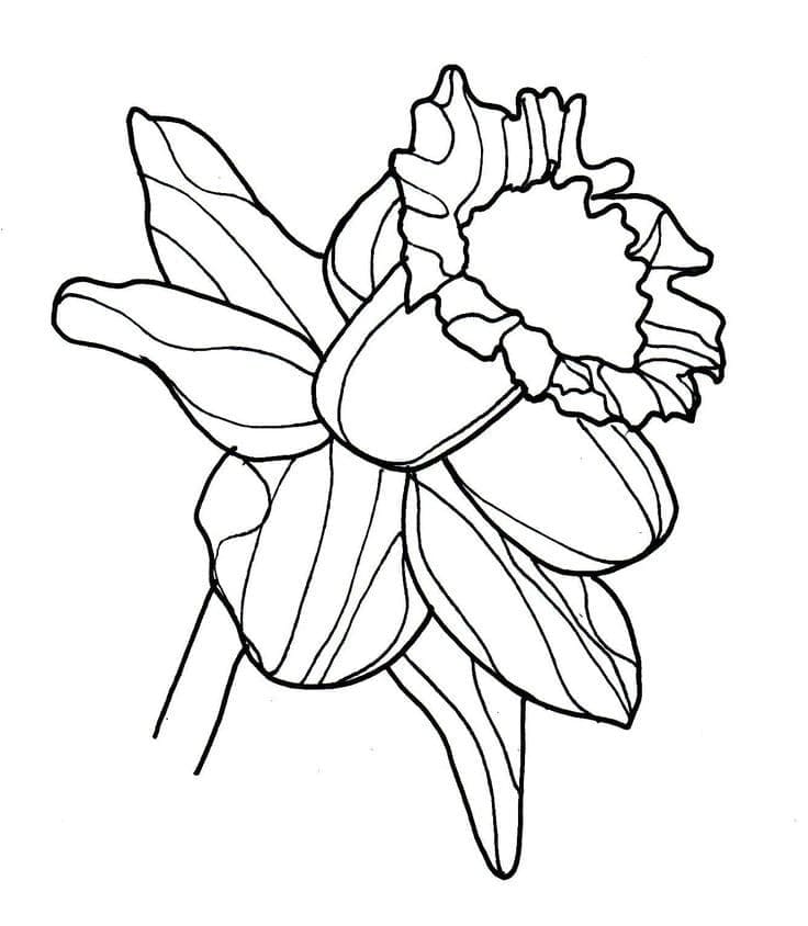 Afdrukbare gratis Narcis