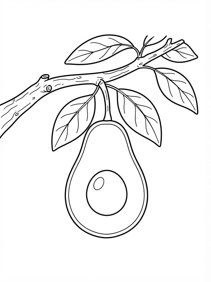 Avocado fruit