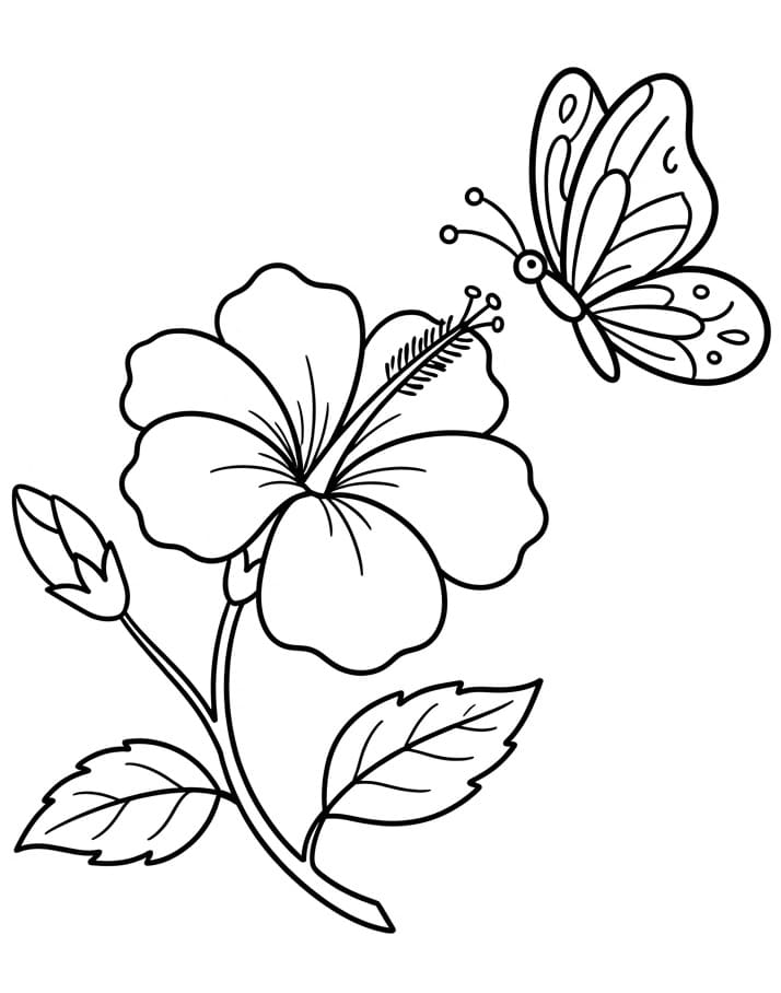 Basis Hibiscus