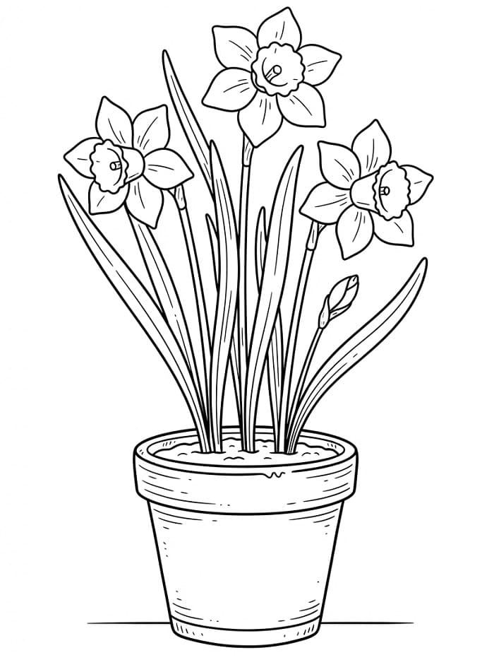 Basis Narcis