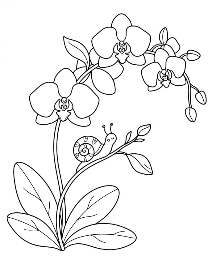 Basis Orchidee