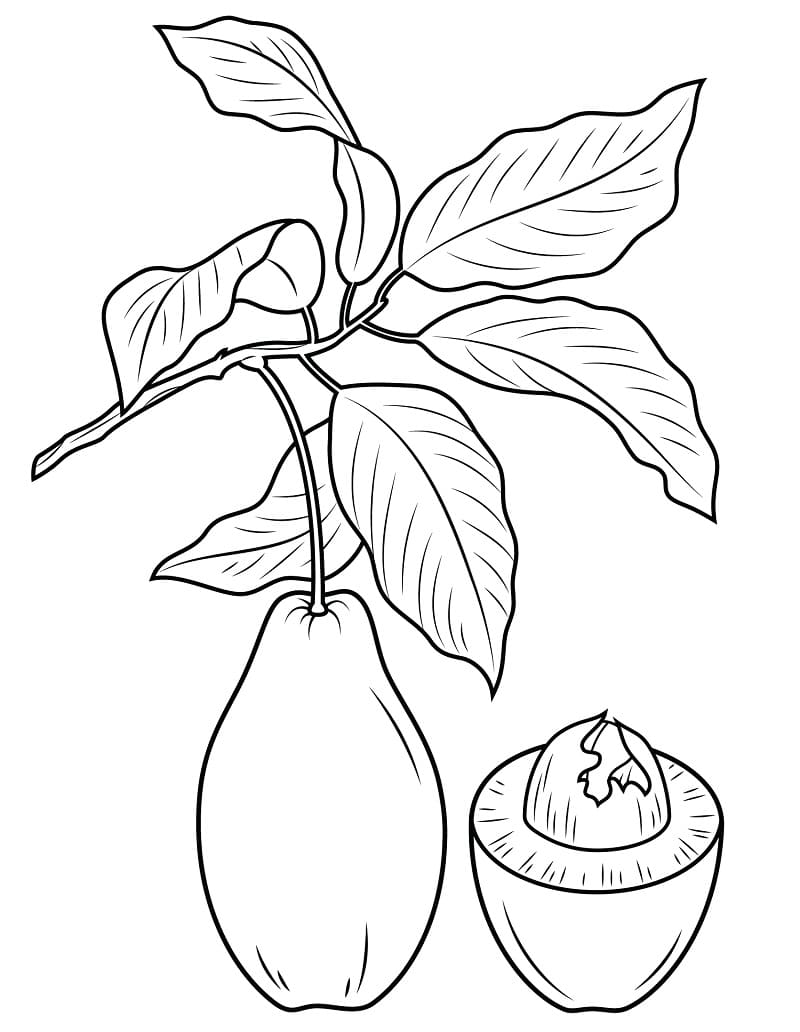 Basis avocado