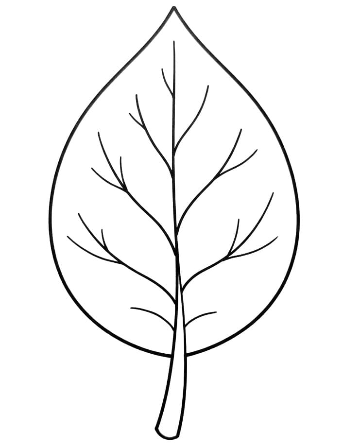 Basis blad