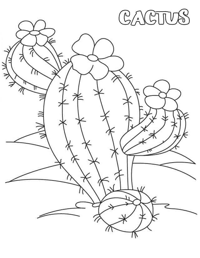Cactus 2