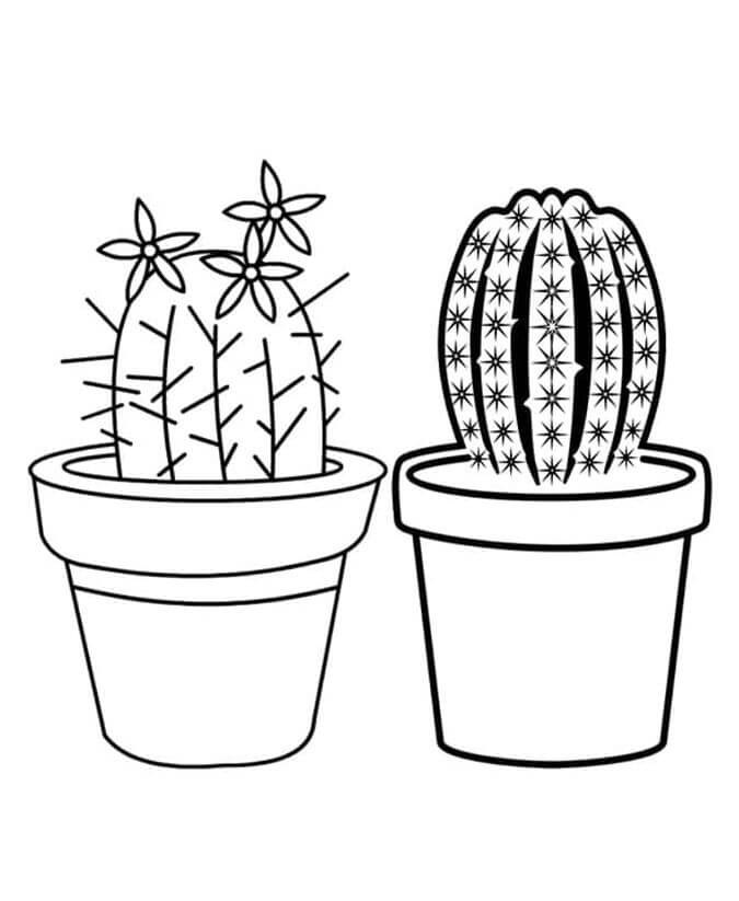 Cactus voor kinderen van 5 jaar