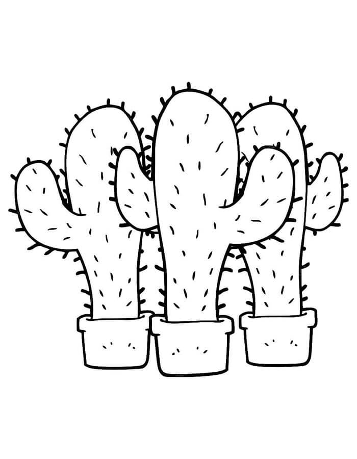 Cactus voor kinderen van 6 jaar