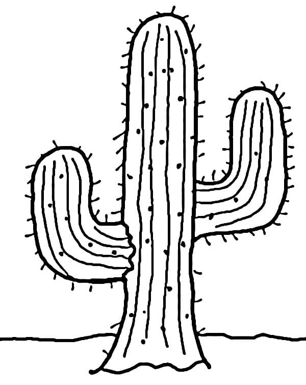 Cactus voor kinderen