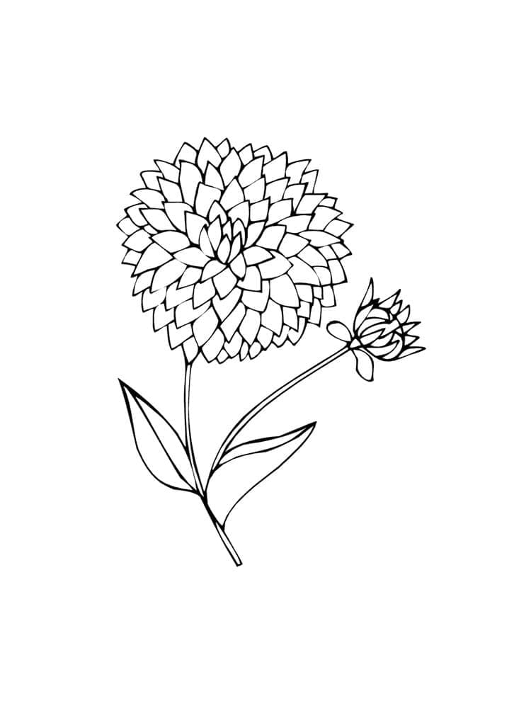 Dahlia afbeelding