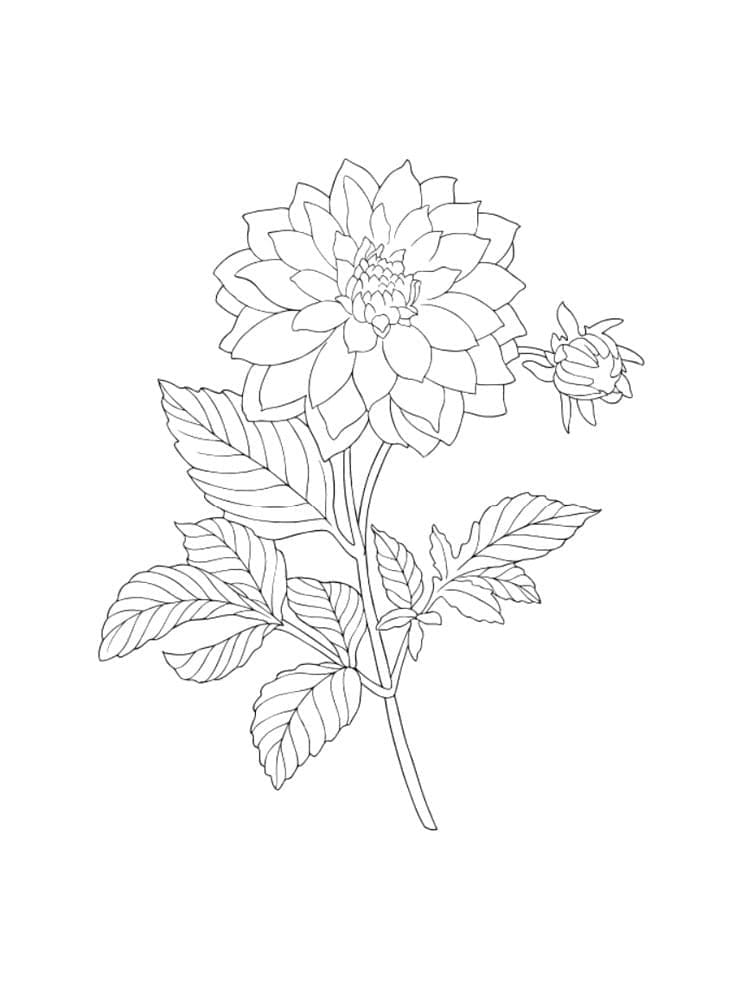 Dahlia afdrukbaar voor kinderen
