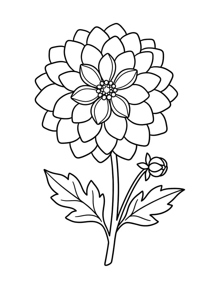 Dahlia kleurplaat