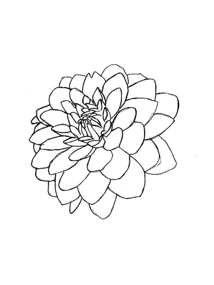 Dahlia afdrukbare afbeelding