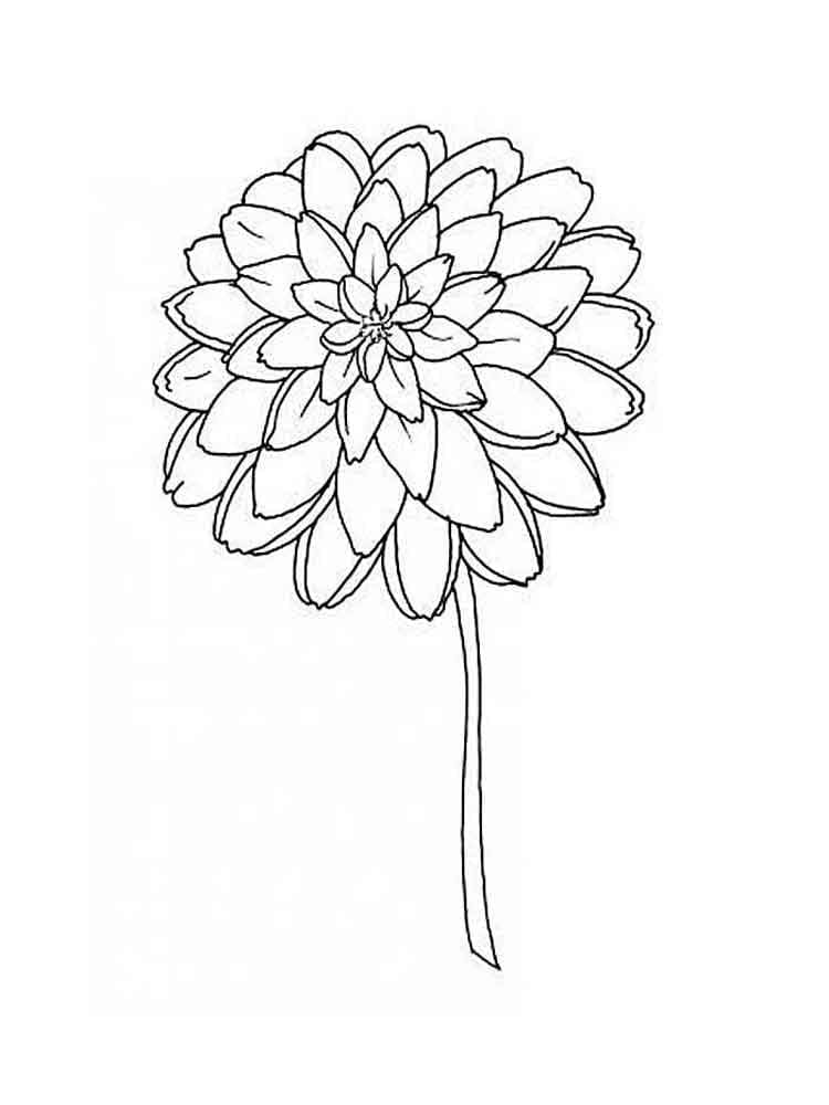 Dahlia gratis afbeelding