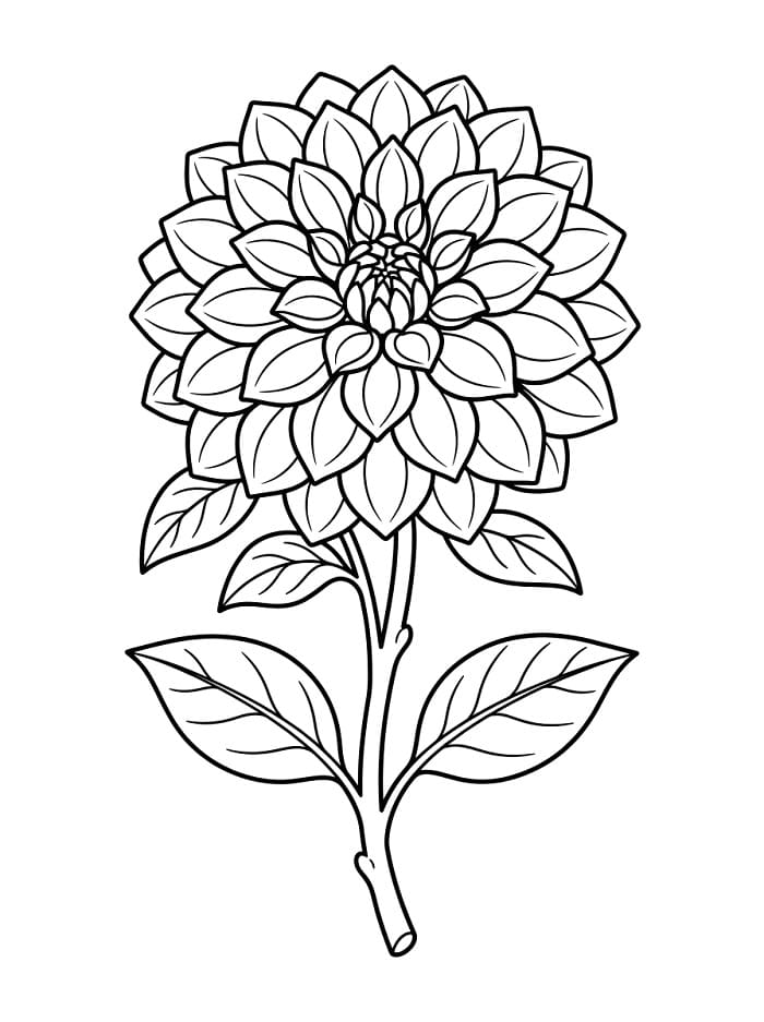 Dahlia gratis printbaar