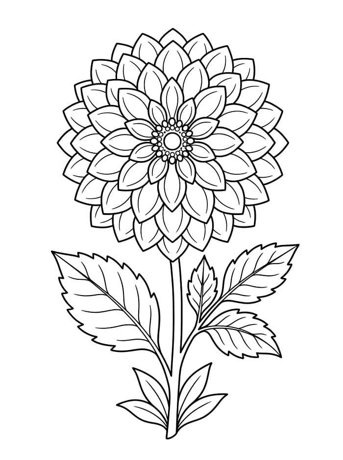 Dahlia gratis