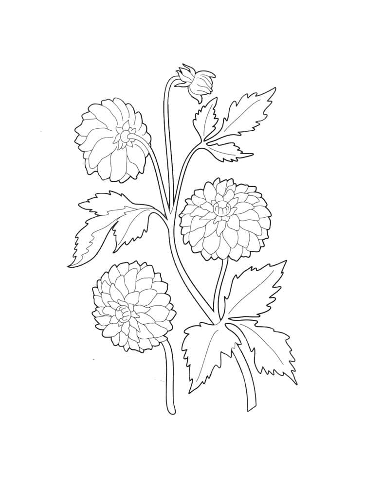 Dahlia om te printen