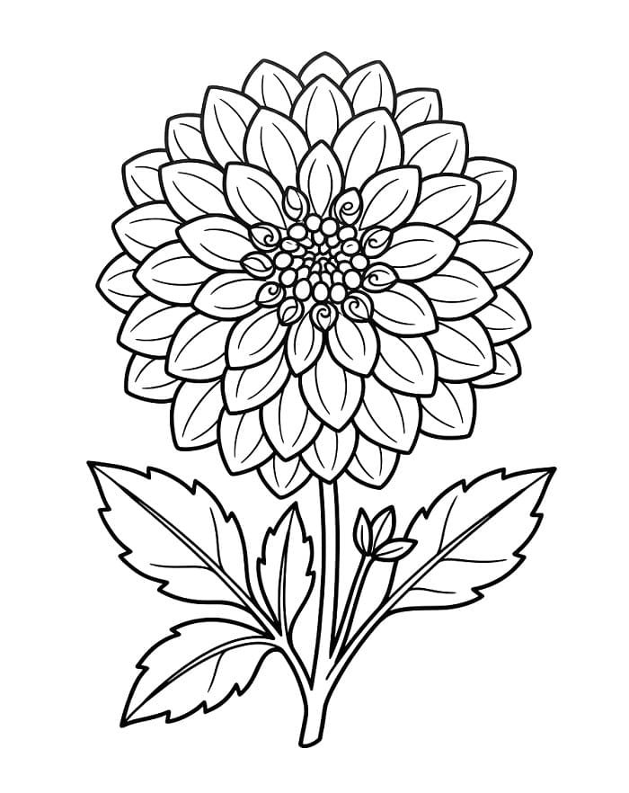 Dahlia voor gratis gebruik