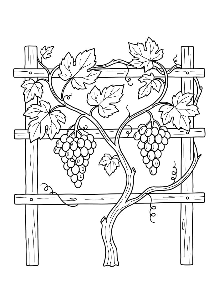 Druiven aan de plant