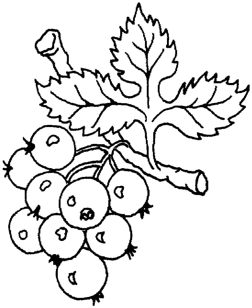 Druiven gratis