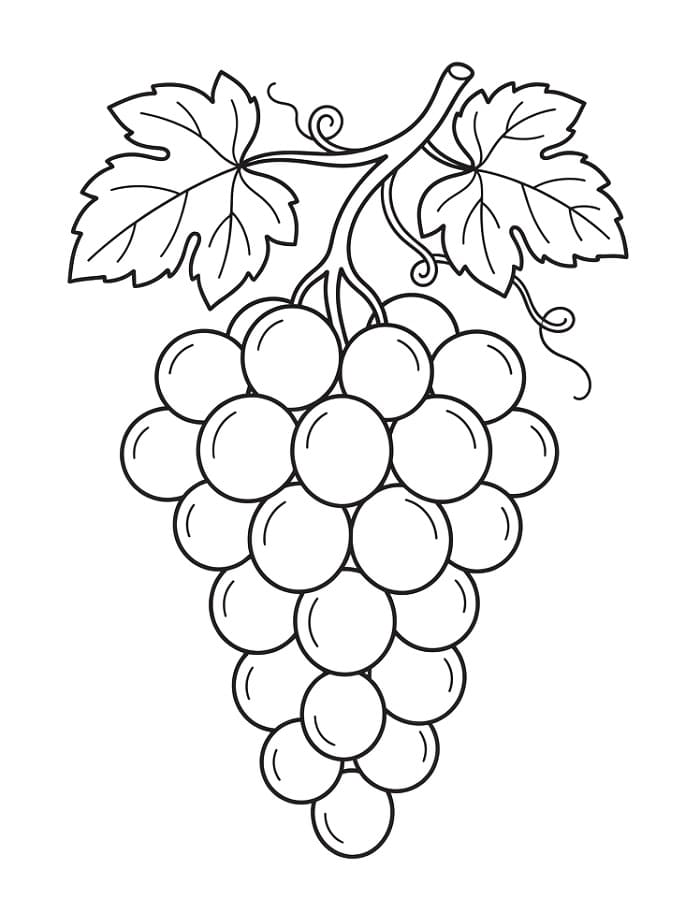 Druiven kleurplaat