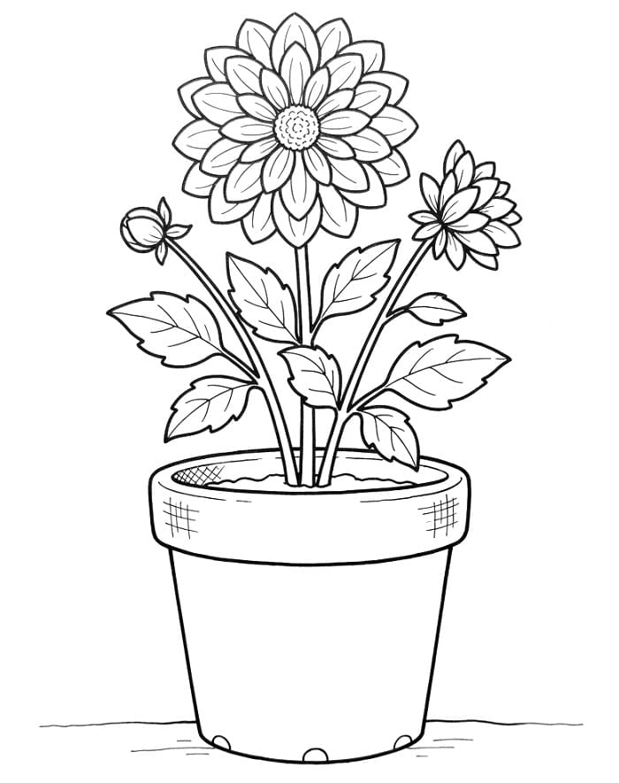 Een Dahliabloem