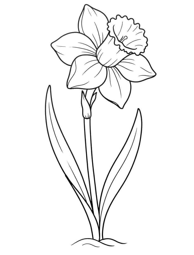 Gele Narcis kleurplaat
