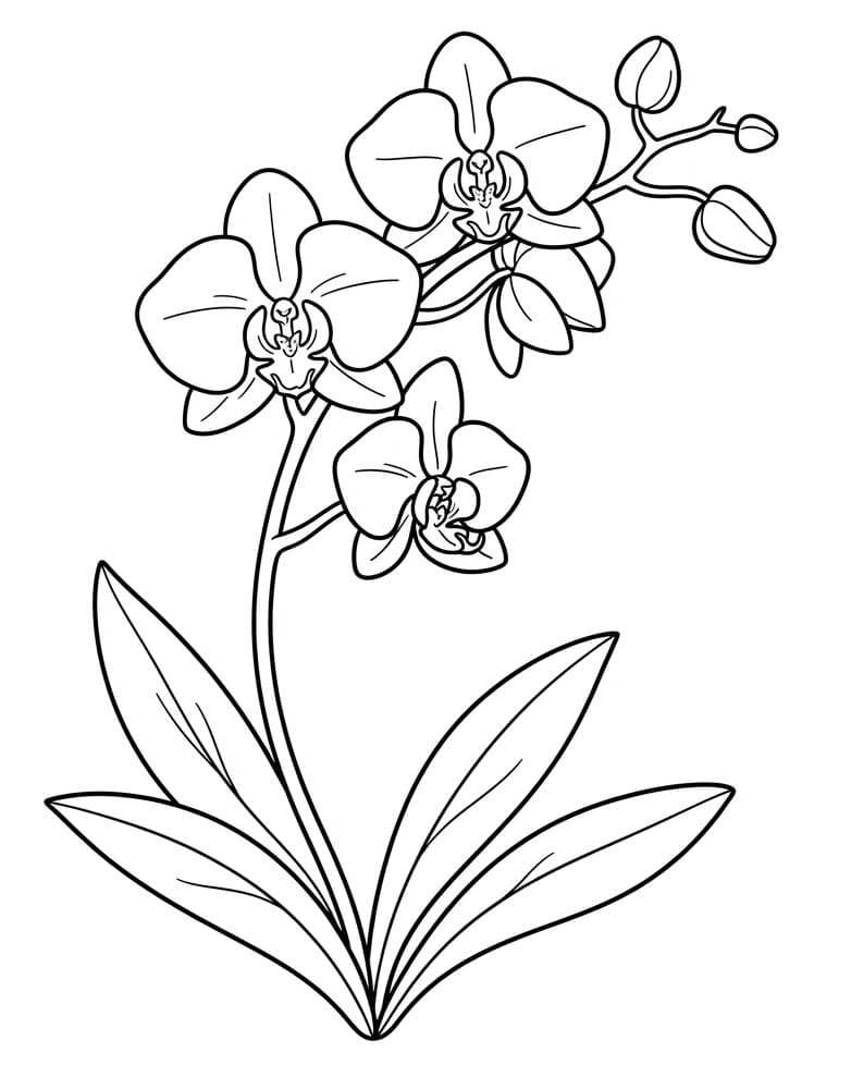 Een Orchideebloem