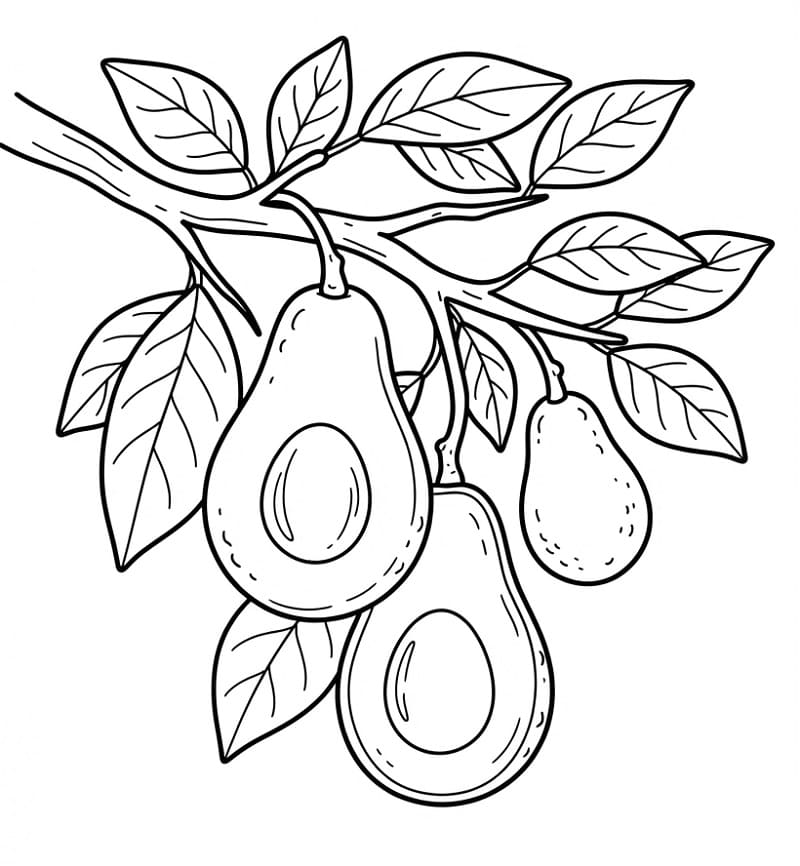 Een avocado