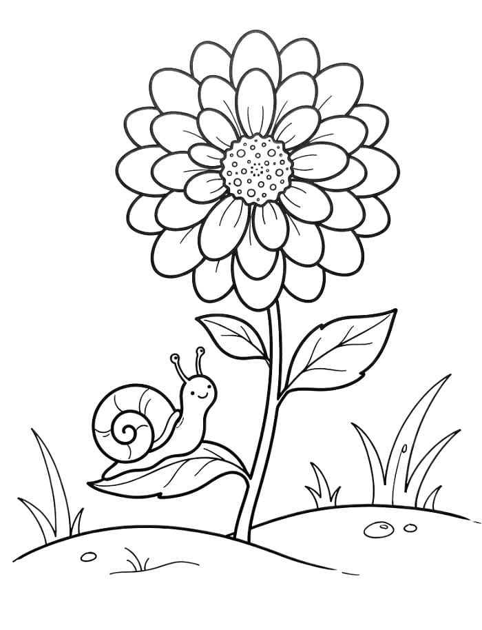 Eenvoudige Dahlia