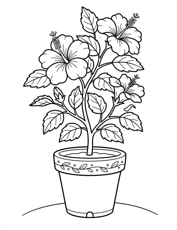 Eenvoudige Hibiscus