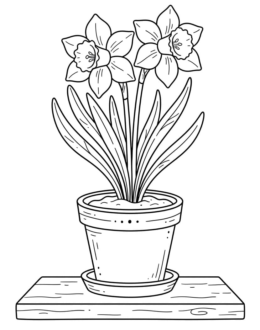 Eenvoudige Narcis