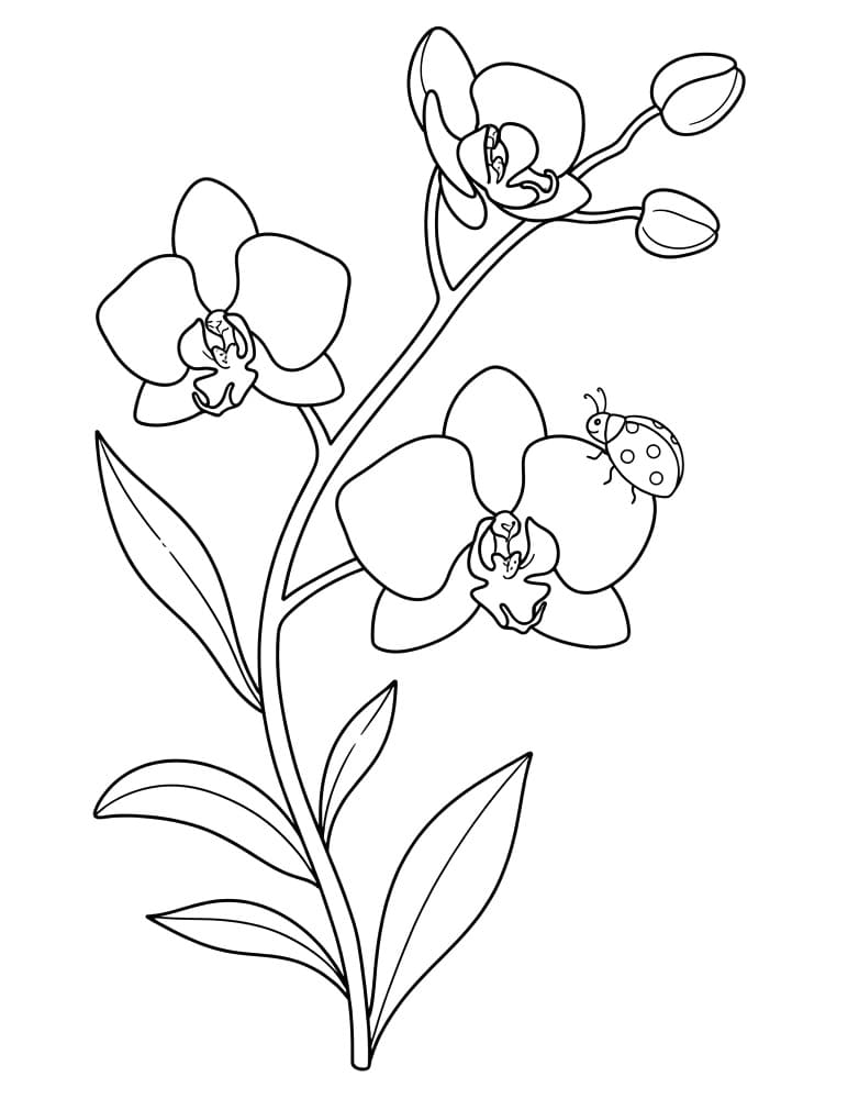 Eenvoudige Orchidee