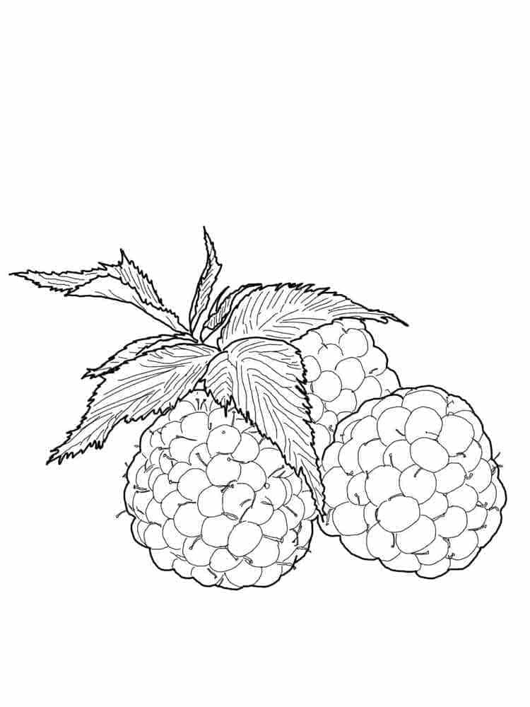 Framboos afbeelding