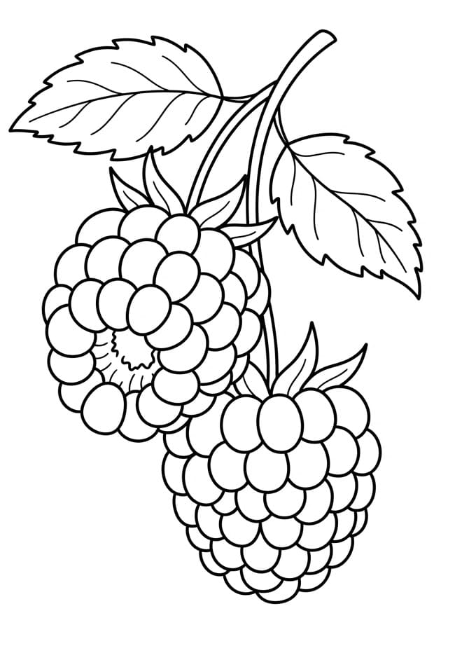 Framboos printen