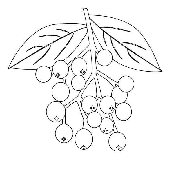Fruit (1)