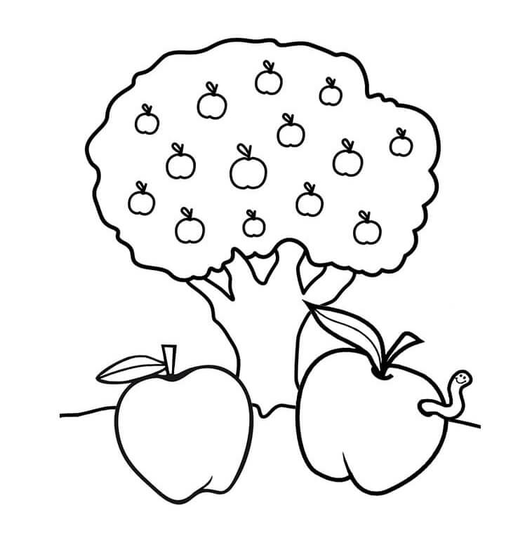 Fruit (4)