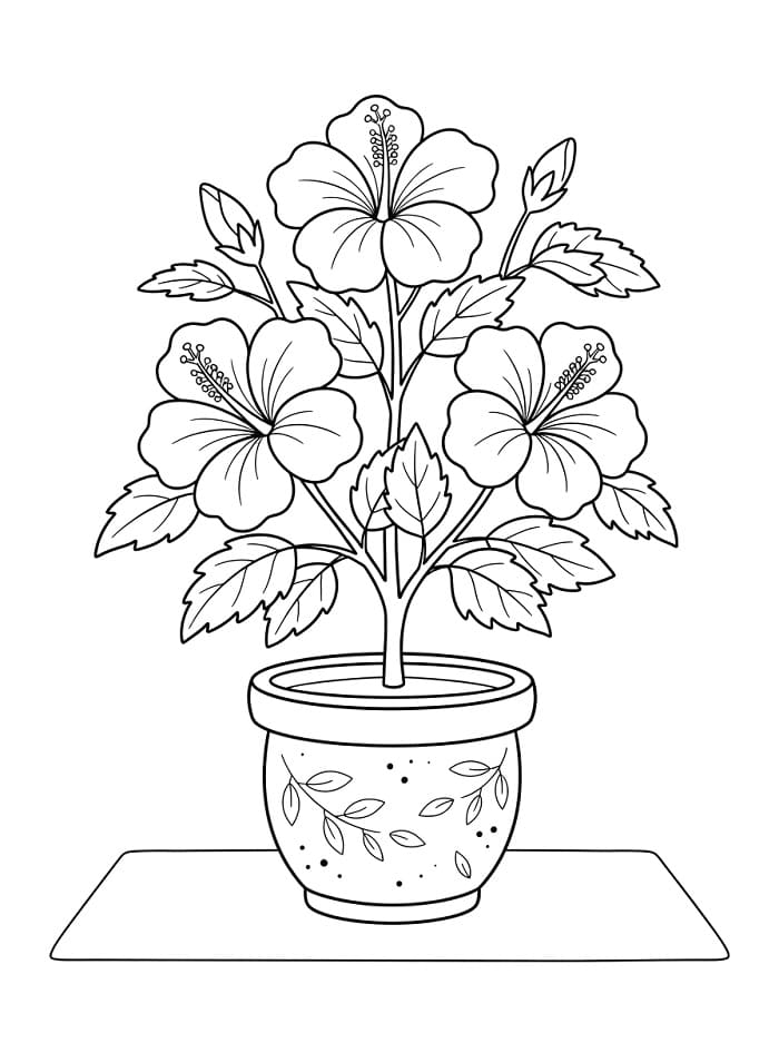 Gemakkelijke Hibiscus