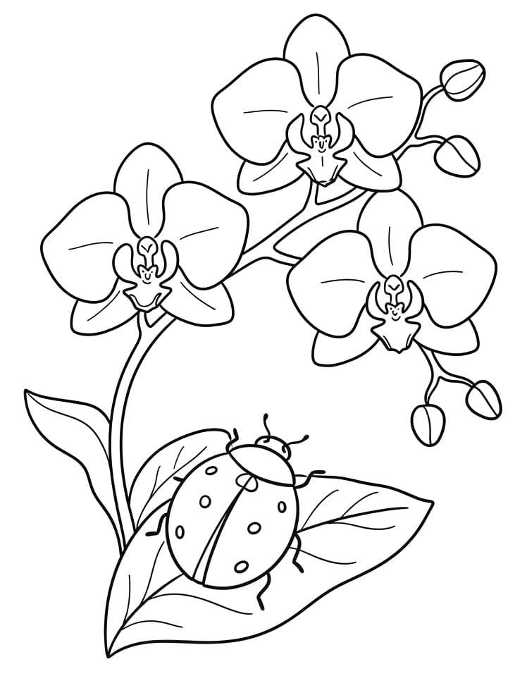 Gemakkelijke Orchidee