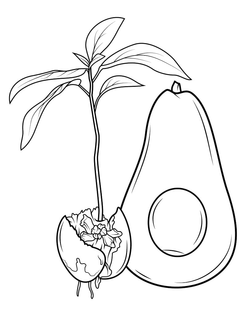 Gemakkelijke avocado