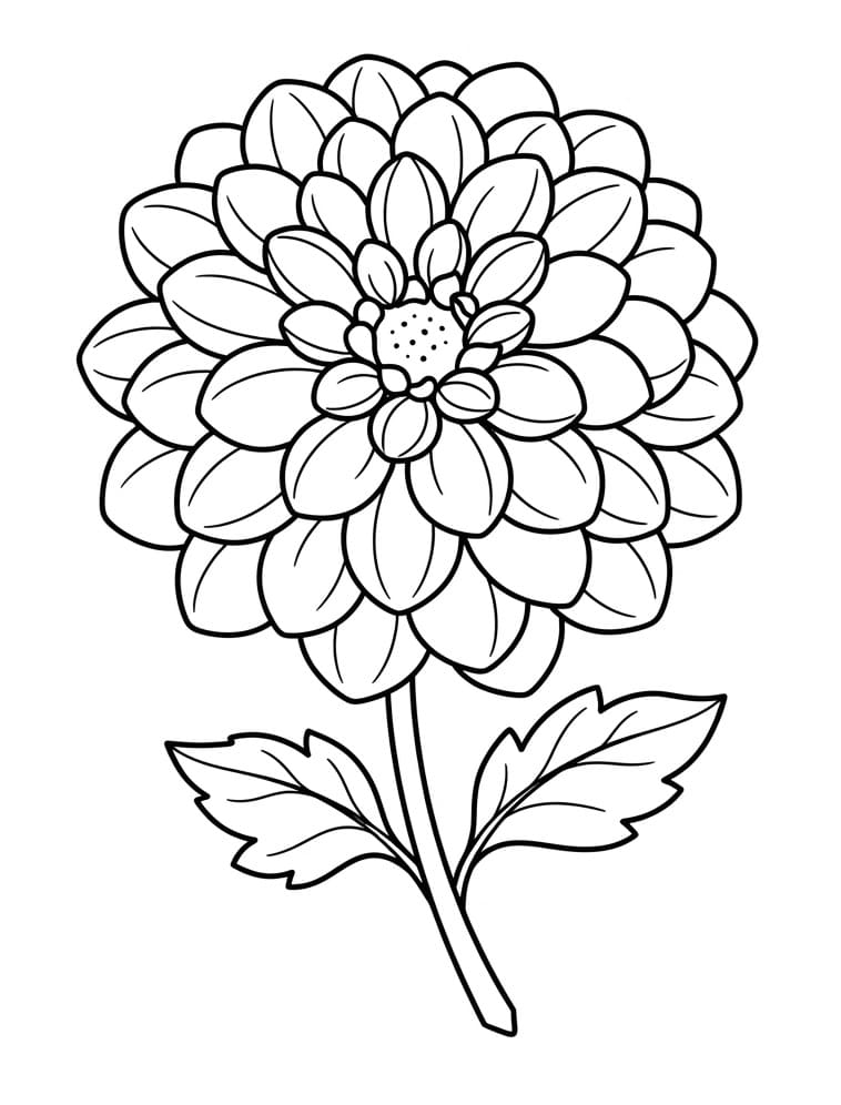 Gratis Dahlia