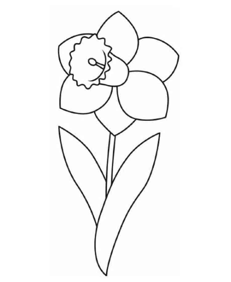 Gratis Narcis afbeelding